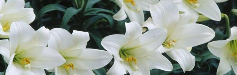 白色百合花语与寓意（纯洁美丽的象征——白色百合的花语和寓意）