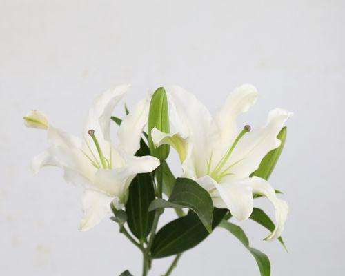 百合花的多重象征意义（揭示百合花所代表的真情与美丽）