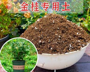 如何配制适合桂花生长的营养土（掌握配制方法）