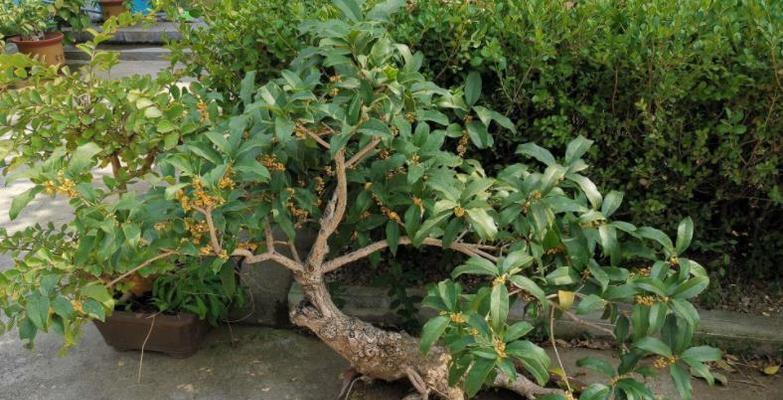 探究桂花为什么不开花（寻找桂花不开花的原因及解决方法）