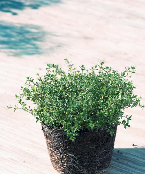 百里香花语（唤醒内心的力量）