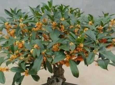 怎样施肥才能让桂花开得更美丽（掌握桂花喜欢的肥料和施肥技巧）