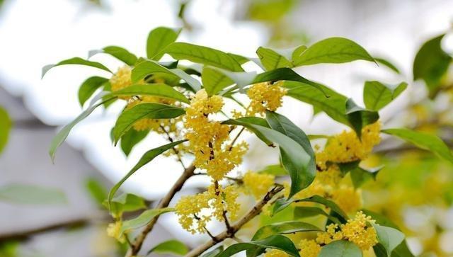 怎样施肥才能让桂花开得更美丽（掌握桂花喜欢的肥料和施肥技巧）