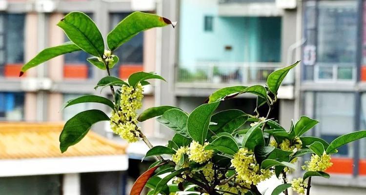 桂花的生长习性（太阳是桂花的好朋友）