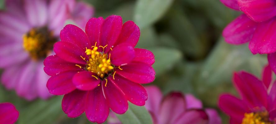 百日菊语的象征意义（花开百日）