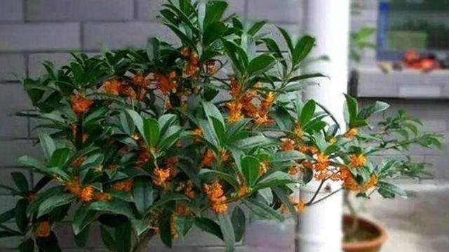 夏季如何科学浇水养护桂花（浇水方法详解）