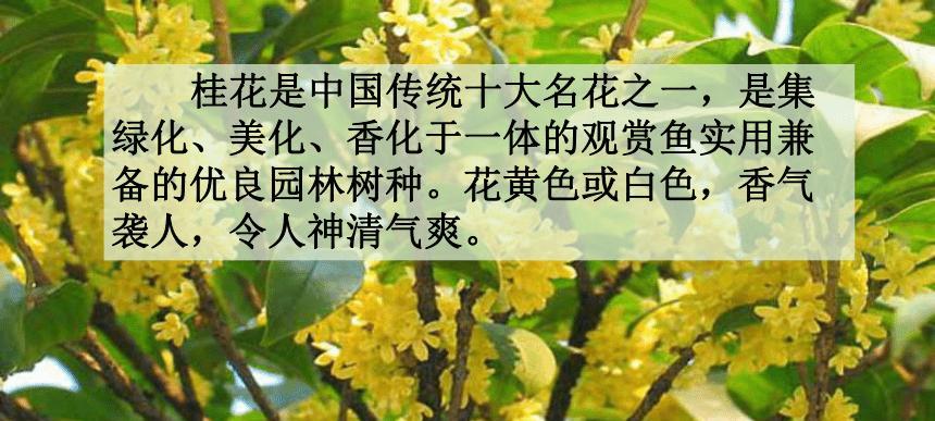 夏季如何科学浇水养护桂花（浇水方法详解）