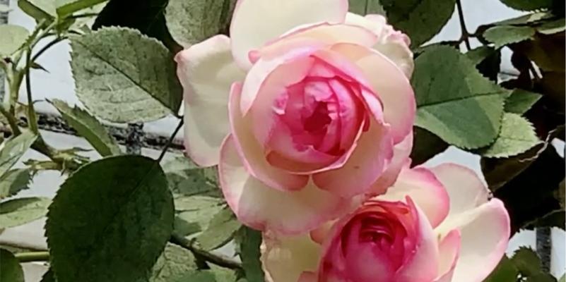 宝石花的花语与美丽（深入解读宝石花的花语）