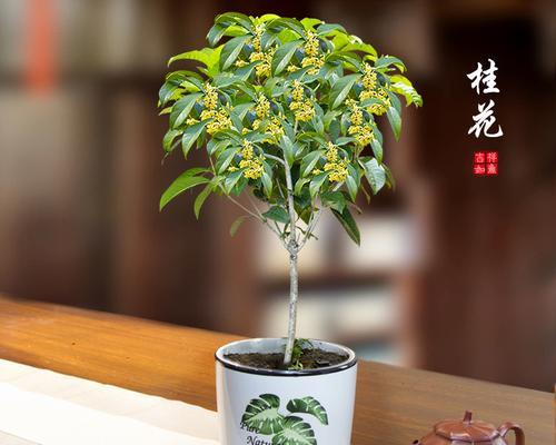 如何选择合适的盆栽为桂花（专家教你选购盆栽的关键点）