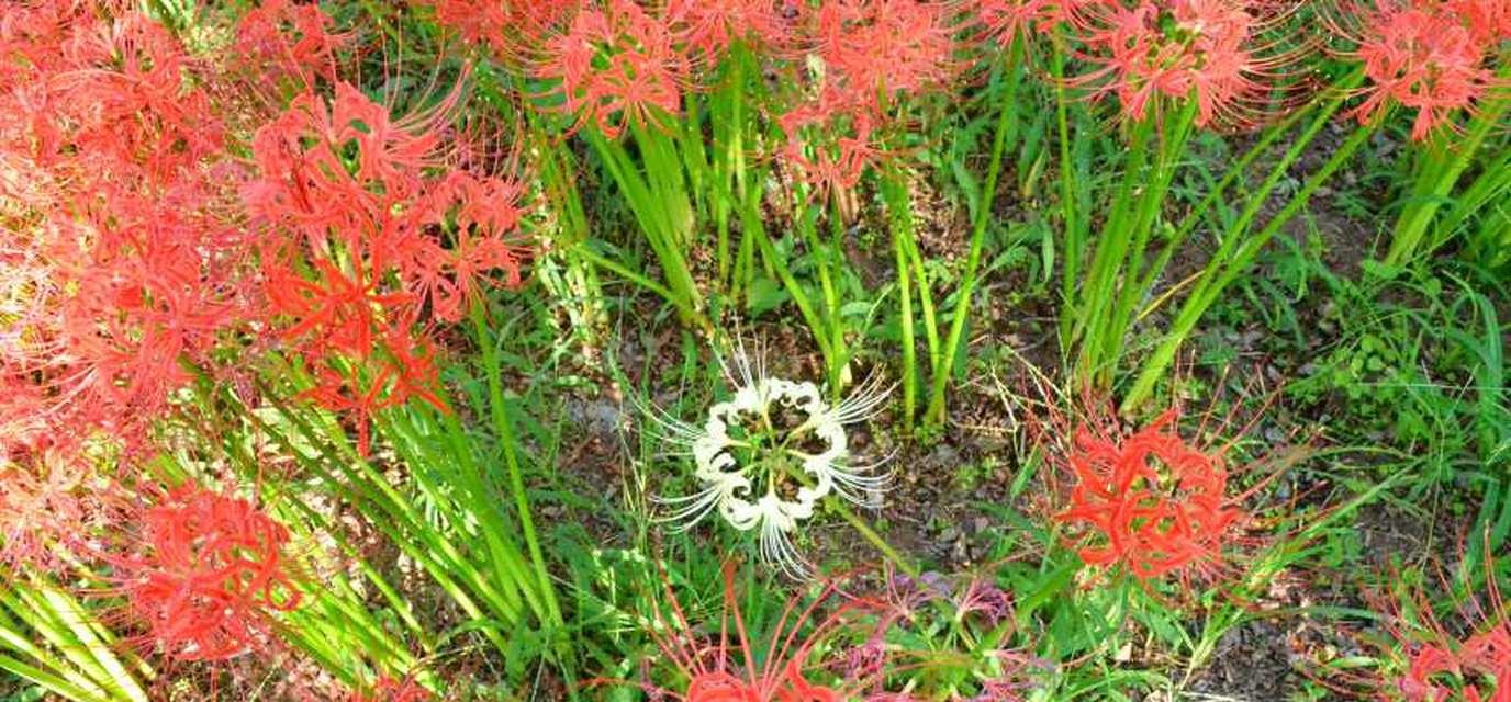 彼岸花（探寻彼岸花的花语与魅力）