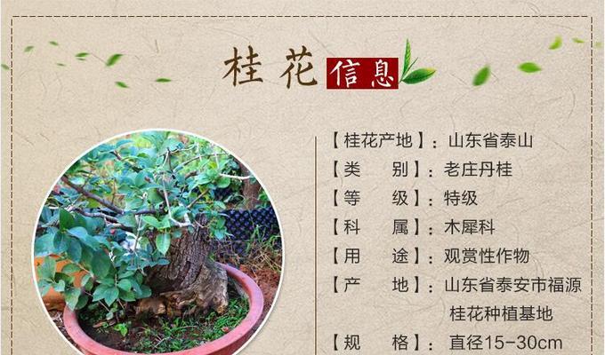 如何科学浇水，让桂花开得更美丽（桂花的水分需求及浇水的注意事项）