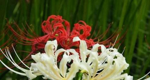 彼岸花花语大全（揭示彼岸花的花语内涵）