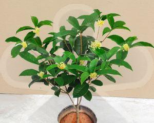 如何让桂花开得更美丽（桂花的养护技巧与注意事项）
