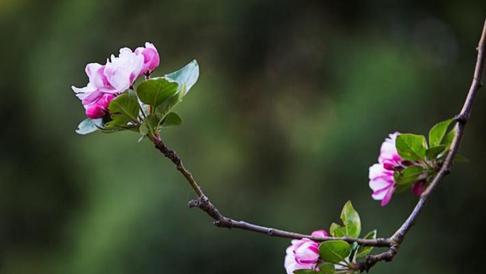 碧玉兰花语与文化背景（探寻碧玉兰的花语之美——从古代到现代）