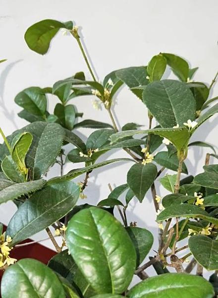 桂花种植时间与生长周期（掌握正确的种植时间）