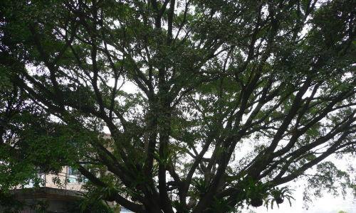 探秘桂林市的市树——银杏树（桂林市树的历史）