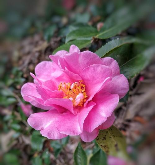 山茶花的花语之多彩绽放（传递情感的花朵与色彩盛宴）