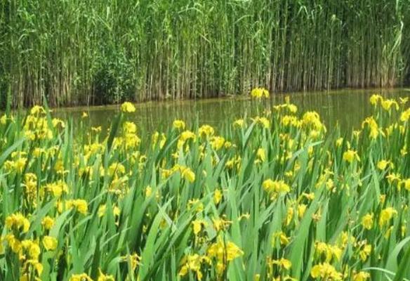 探寻唐菖蒲花的七种颜色花语（以唐菖蒲的颜色）