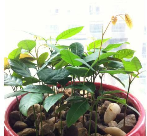 如何成功种植桂圆盆栽（盆栽桂圆的养护技巧及注意事项）