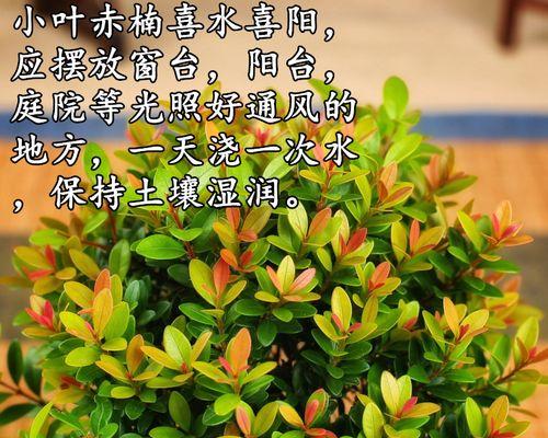赤楠代表意思的探索与解读（揭开赤楠背后的象征与寓意之谜）