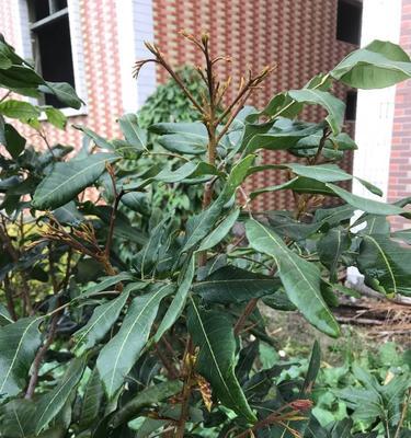 桂圆开花季节（探讨桂圆开花的时间和环境）