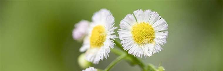 雏菊的花语与象征意义（传递爱与希望的雏菊）