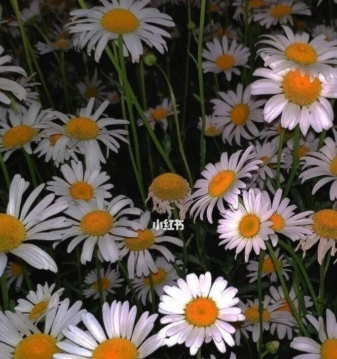 雏菊花语之色彩奇观（绽放在花海中的生命之语）