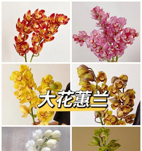 大花蕙兰花语与美丽的寓意（揭示大花蕙兰的神秘语言）