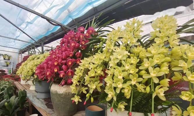 大花蕙兰花语（一朵花传递的15种情感）