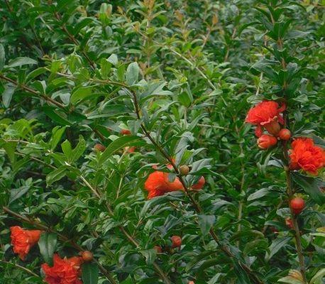 果石榴与花石榴树的区别（从外观）