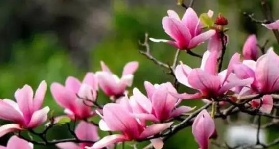 暗恋花语（探索暗恋中的花语）