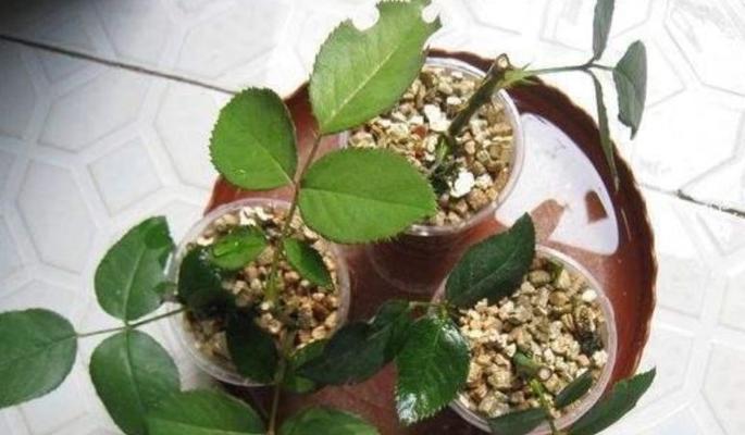 果树催花的时间和方法（科学催花）