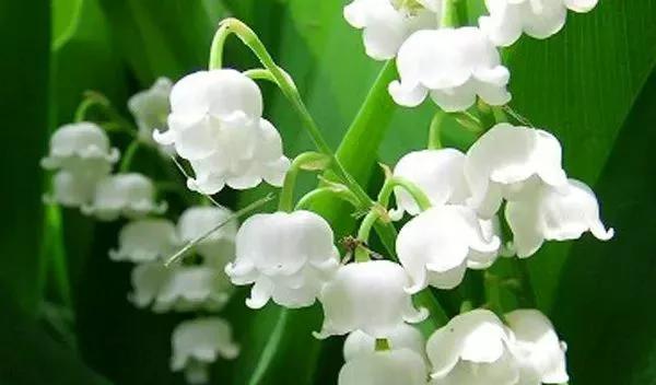友谊之花（探寻友谊之花的种类和象征意义）
