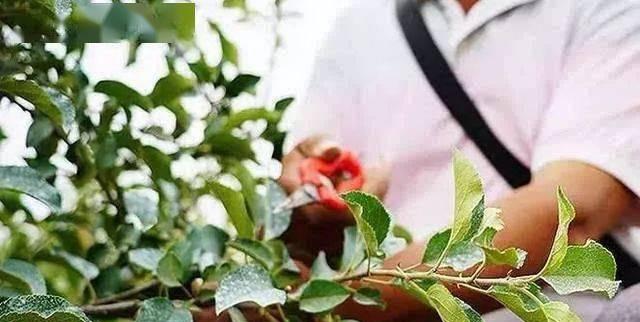 如何正确剪枝无花果树（什么时候剪枝最好）