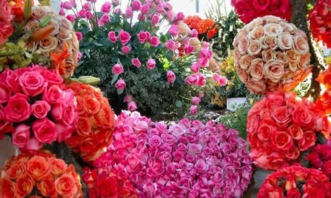 花朵与友谊的永恒（探寻代表友谊长存的花朵之美）