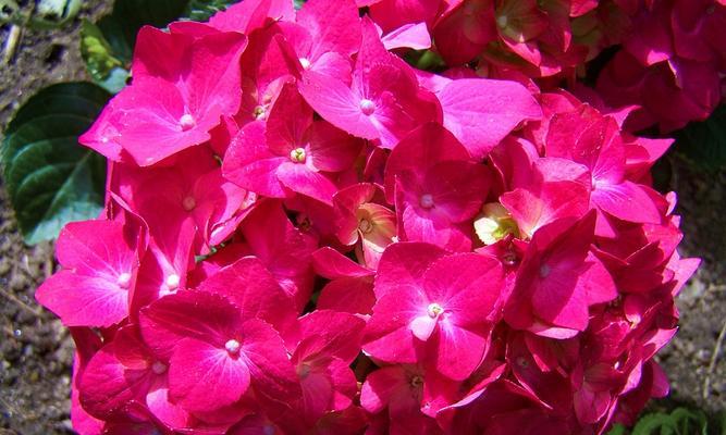 代表友谊长久的花（友谊的象征与力量-持久友情的关键）