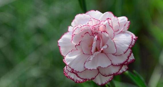 代表友谊长久的花（友谊的象征与力量-持久友情的关键）