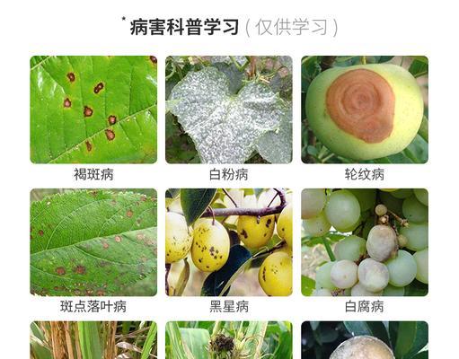 果树炭疽病的防治措施（炭疽病的发病原因及治疗方法详解）