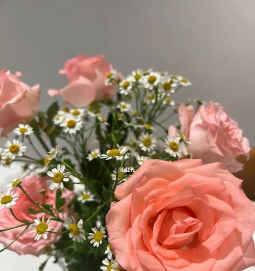 戴安娜玫瑰花语及其传承之美（探寻玫瑰花语的意义和文化底蕴）