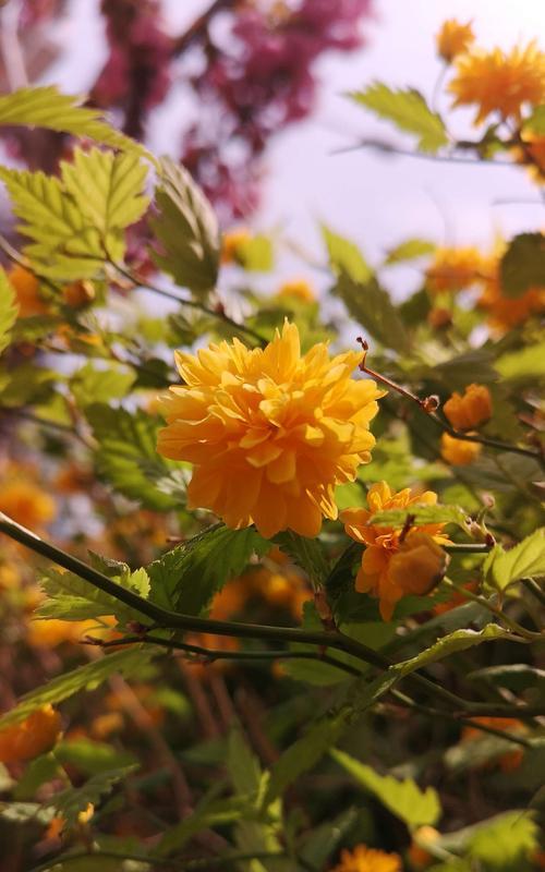 以棣棠花的花语（探寻以棣棠花为主题的花语）