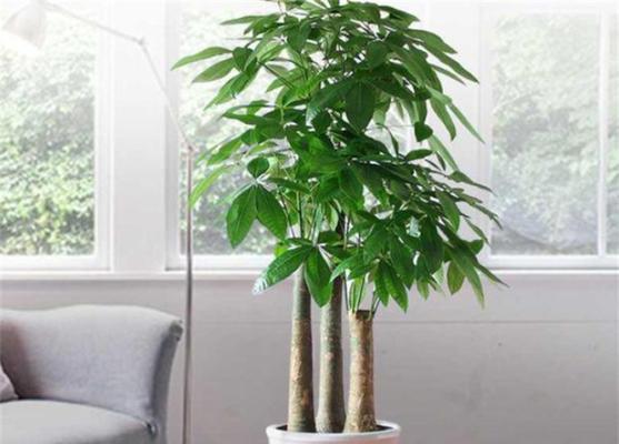 过道风水之植物摆放（如何选择适合过道的植物）