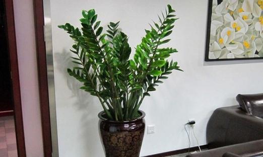 过道风水之植物摆放（如何选择适合过道的植物）