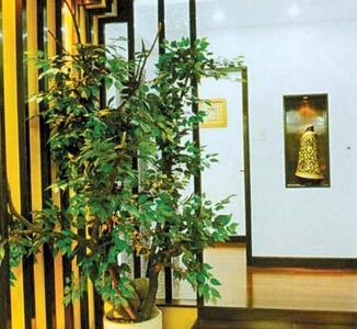 过道风水之植物摆放（如何选择适合过道的植物）
