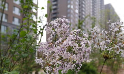 丁香花语与寓意（揭示丁香花的秘密）