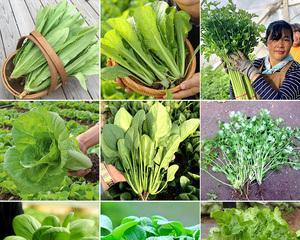春节后适合种植的蔬菜（为您推荐15种春季优质蔬菜）