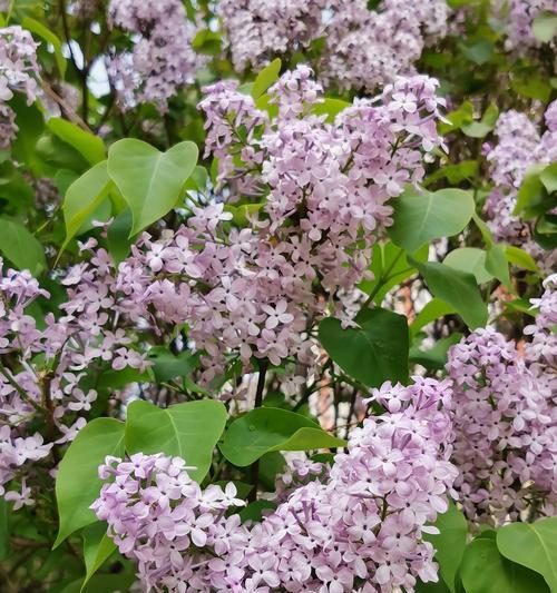 丁香花语的含义和传说（探索丁香花的神秘之美与寓意）
