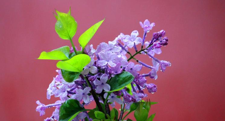 丁香花的代表意思及其美丽之源（解析丁香花的象征意义与文化背景）