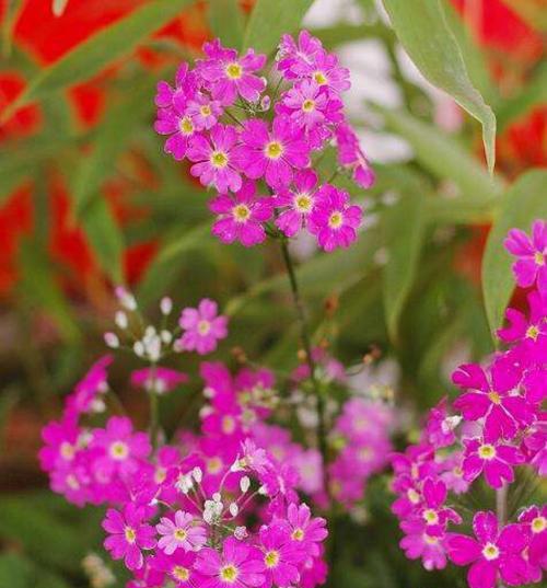 春天的绚丽与希望——樱花的花语（探寻以冬樱花）