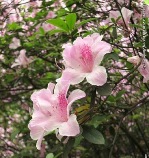 杜鹃花的花语——传递爱与希望（杜鹃花的美丽与意义）