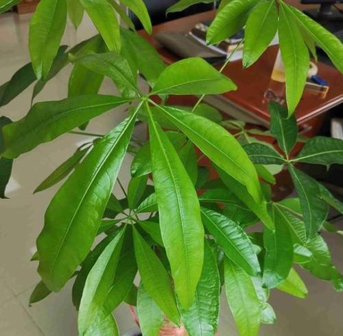 过期牛奶不能浪费，发财树可助力（利用过期牛奶来浇灌发财树）